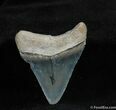Nicely Colored Bone Valley Megalodon Tooth #540-1